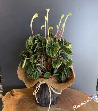 Peperomia (Peperomia) Çiçeği