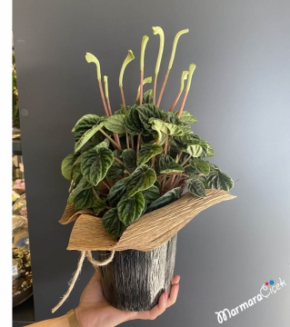 Peperomia (Peperomia) Çiçeği