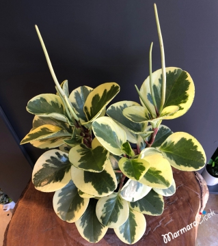 Peperomia Obtusifolia