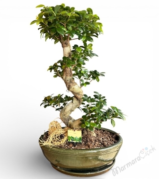 S Form Gövdeli Büyük Boy Ficus Bonsai
