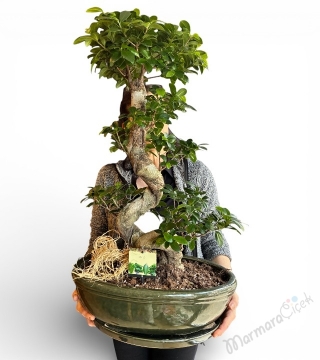 S Form Gövdeli Büyük Boy Ficus Bonsai
