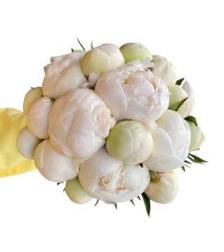 Şakayık Paeonia Gelin Çiçeği