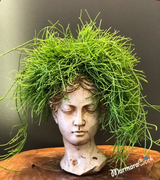  Heykel Saksıda Rhipsalis