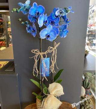 Saksıda Mavi Orkide