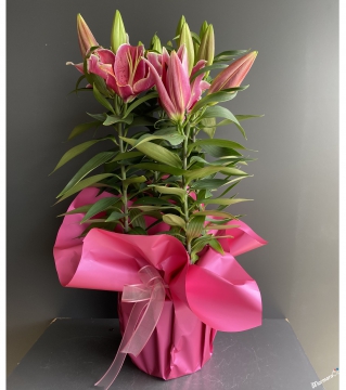 Saksıda Pembe Lilyum