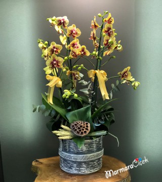 Sharmer Büyücü Orkide