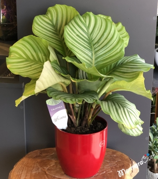 Seramikte Calathea Orbifolia Dua Çiçeği