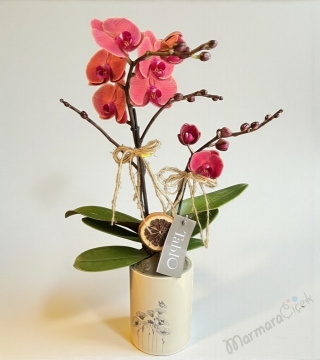 Somon Çiftli Özel Orkide