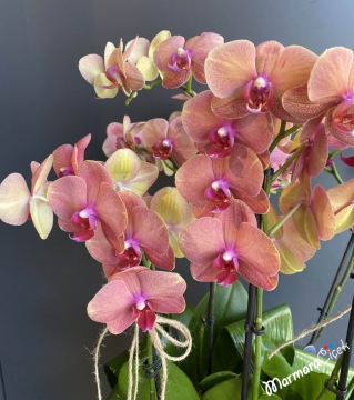 6 Dallı Somon Orkide Aranjmanı