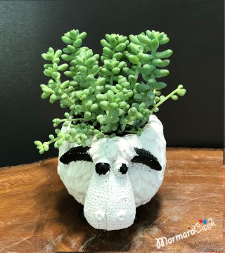 Sedum Sukulent