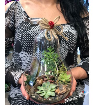 Armut Sukulent Teraryum