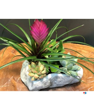 Tillandsia Mini Bahçe