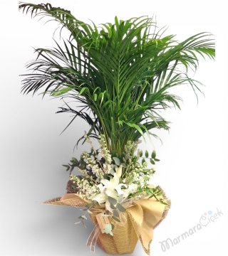 Aranjmanlı Areka Palmiyesi Saksı Çiçeği