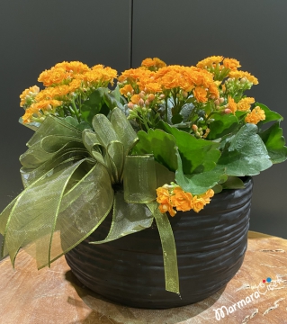 Turuncu Kalanchoe Çiçeği