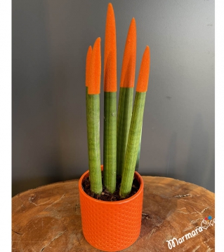 Turuncu Sansevieria