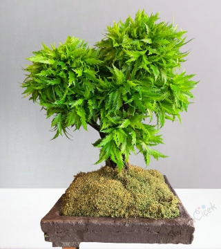 Yapay Bonsai Ağacı