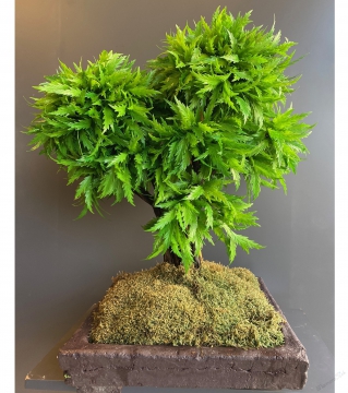 Yapay Bonsai Ağacı