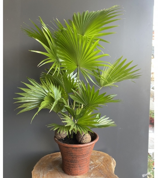 Yelpaze Palmiyesi-Livistona rotundifolia