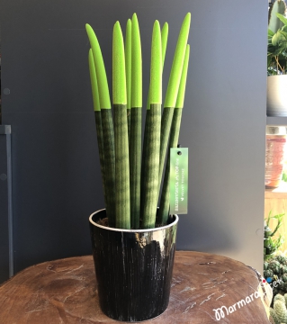 Yeşil Sansevieria