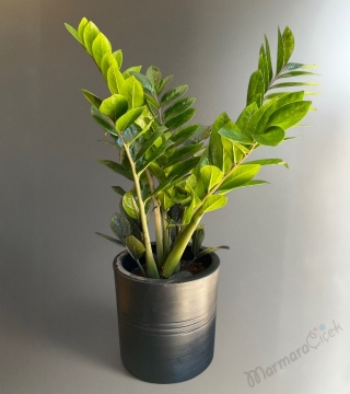 Zamia Çiçeği