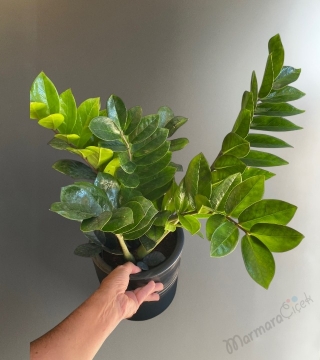 Zamia Çiçeği