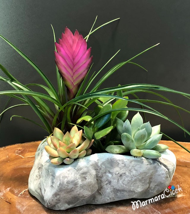 Tillandsia Mini Bahçe