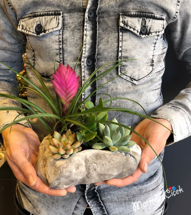 Tillandsia Mini Bahçe