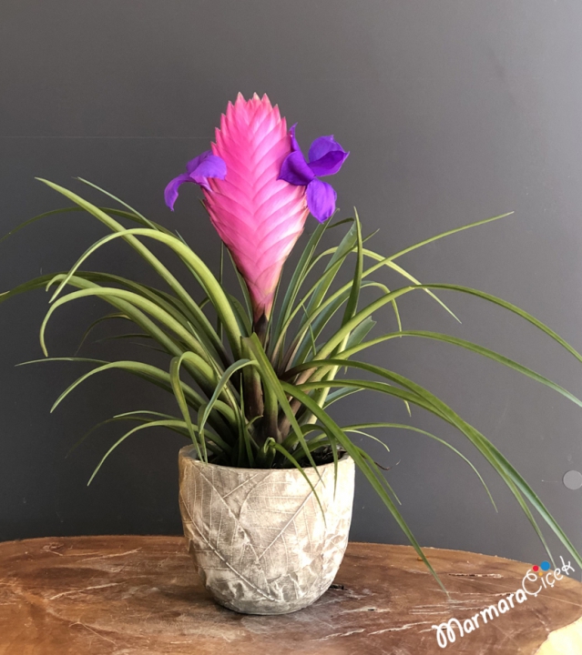 Tillandsia