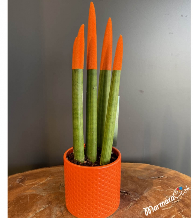 Turuncu Sansevieria