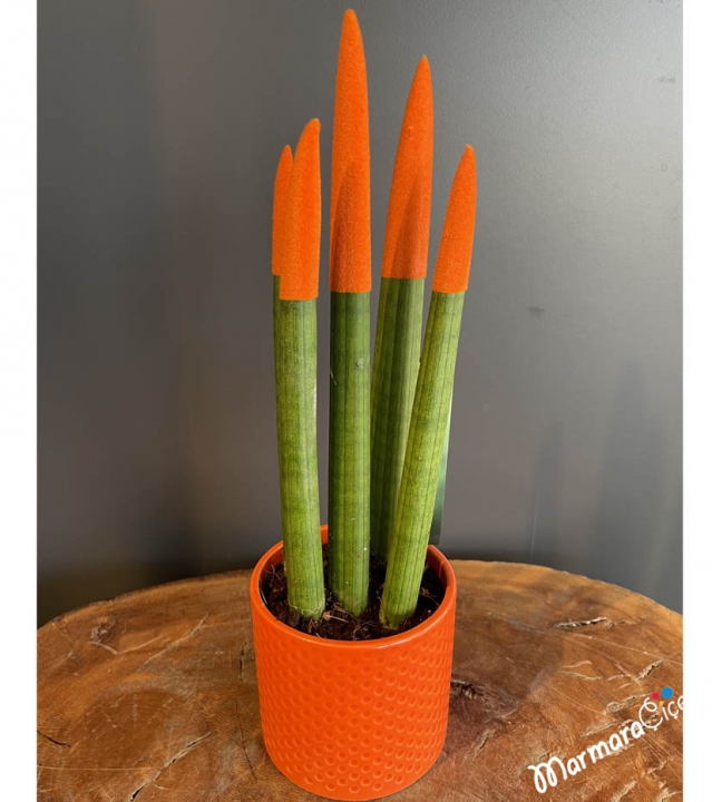 Turuncu Sansevieria