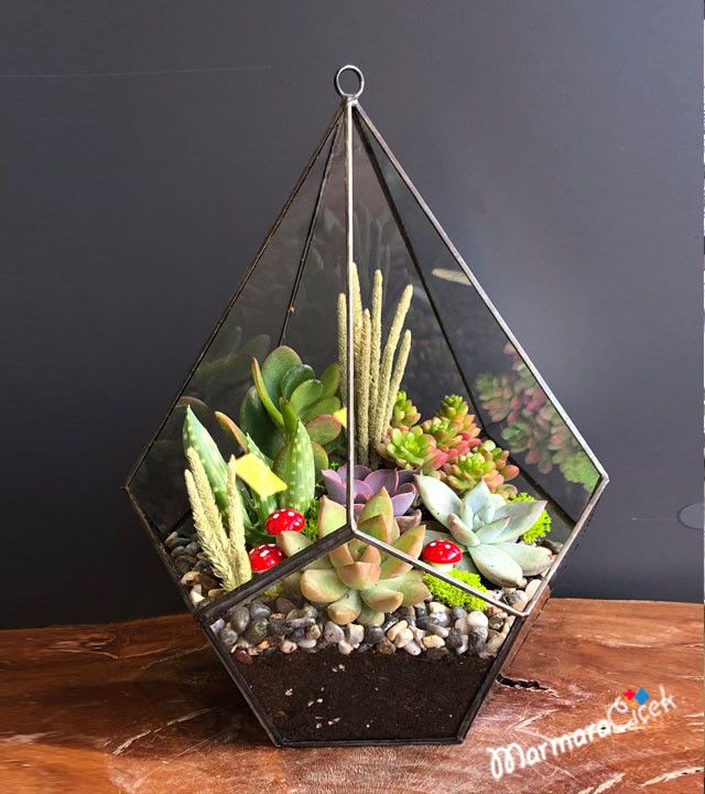 Succulent Terrarium in Pyramid Glass