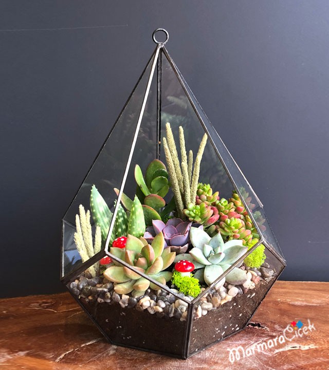 Succulent Terrarium in Pyramid Glass