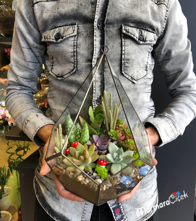 Succulent Terrarium in Pyramid Glass