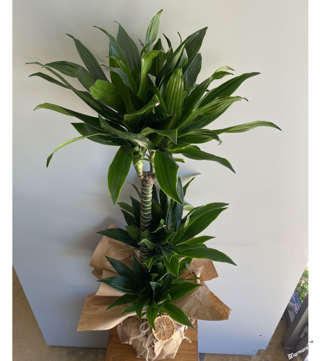 3 Rooted Dracena Compacta