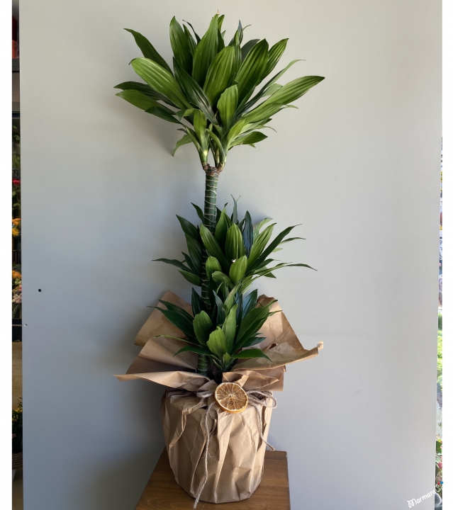 3 Rooted Dracena Compacta