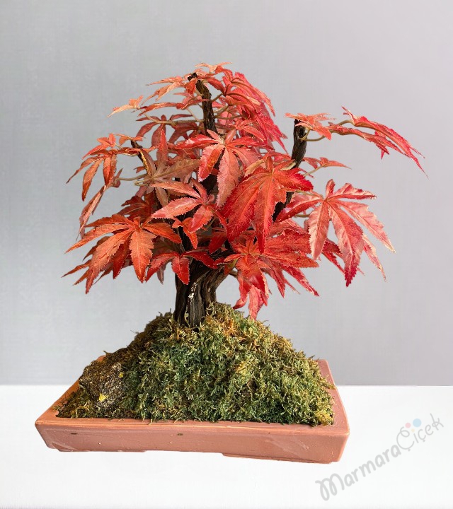 Yapay Bonsai Çınar Ağacı