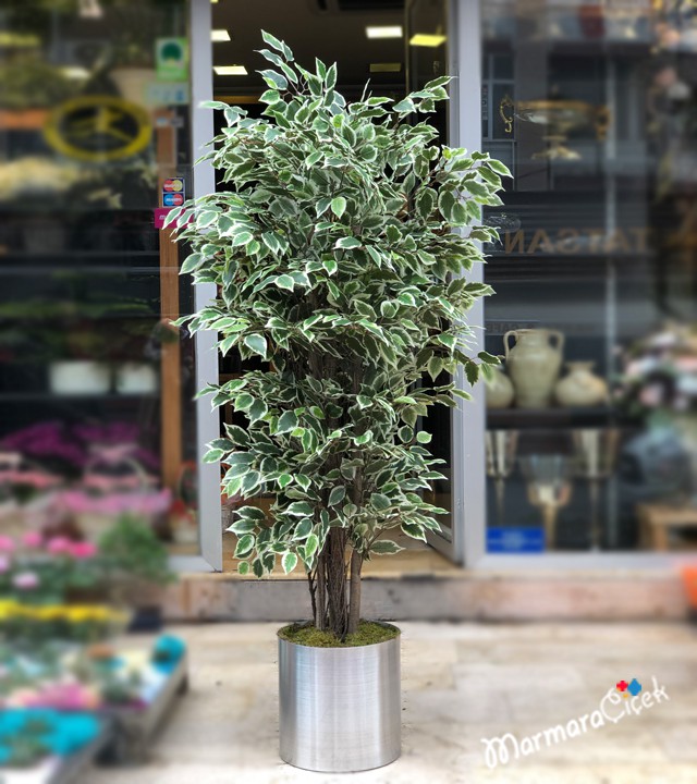 Artificial Variegated Benjamin Tree