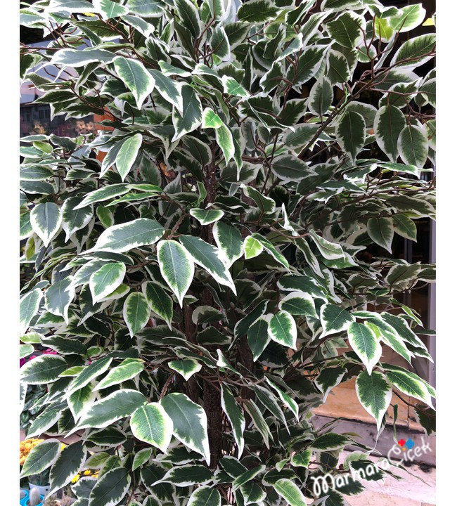 Artificial Variegated Benjamin Tree