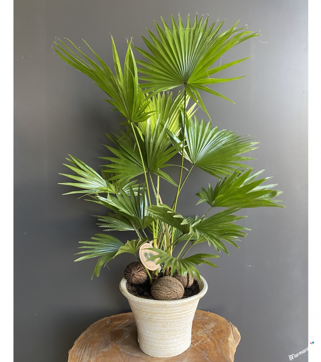 Yelpaze Palmiyesi-Livistona rotundifolia