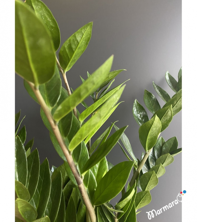 ZAMiA FLOWER