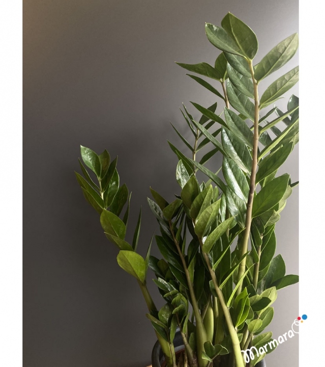 ZAMiA FLOWER