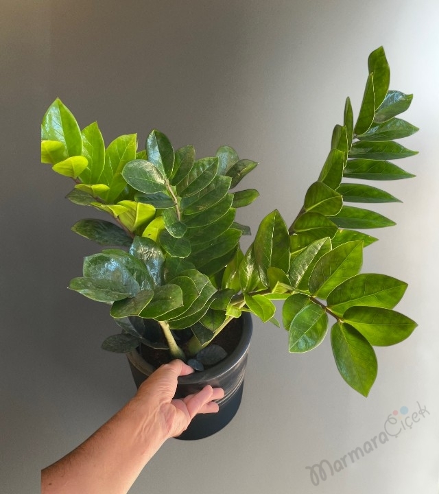 Zamia Çiçeği