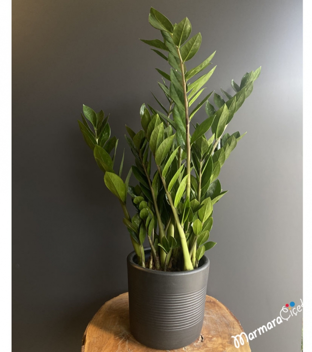 ZAMiA FLOWER