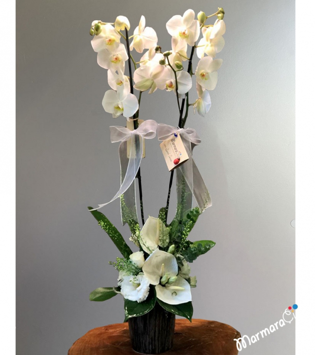 Elegant Orchid Arrangement