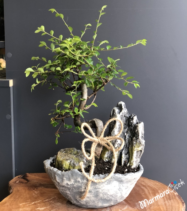 Zelkova Bonsai