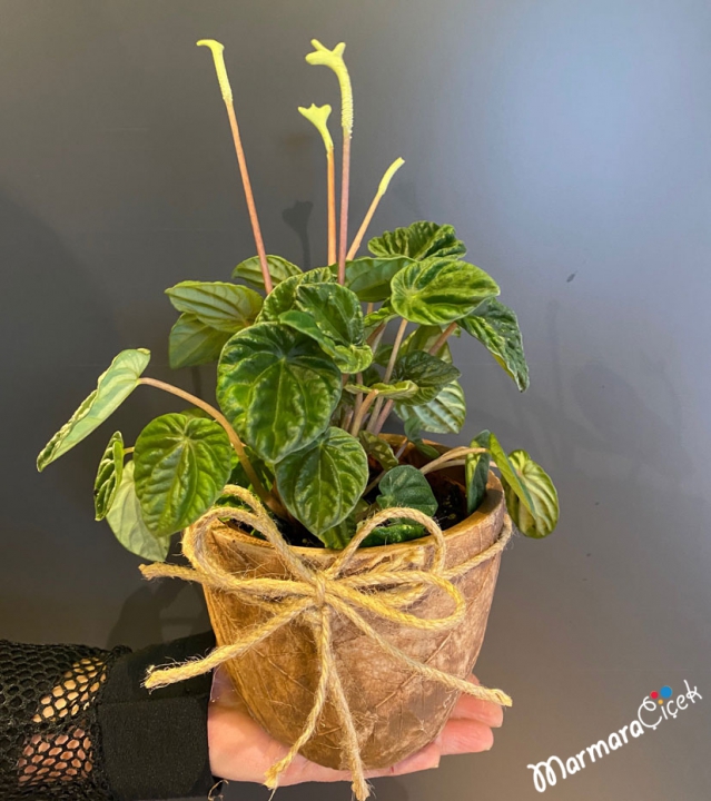 Peperomya (Peperomia) Çiçeği